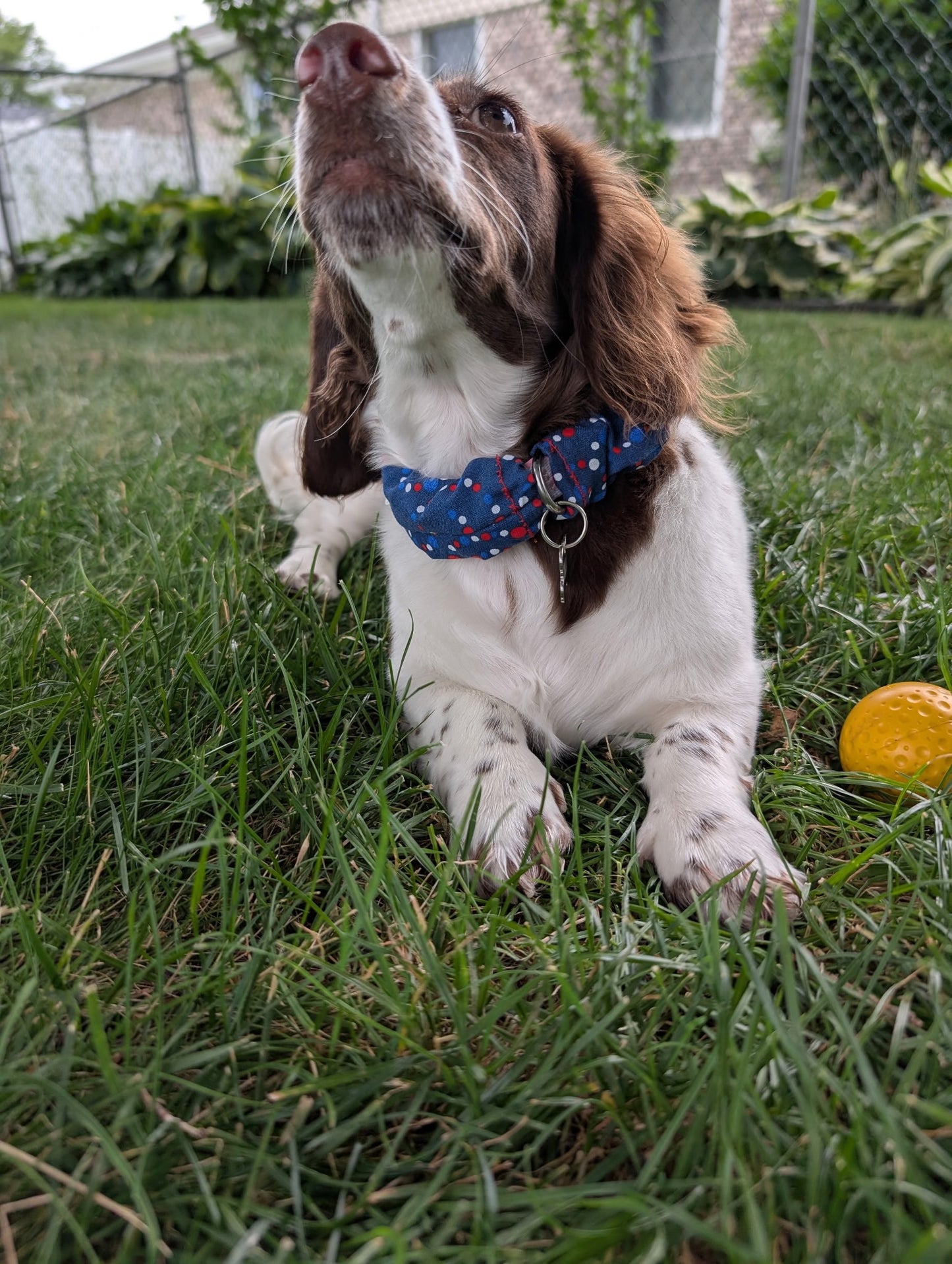 Sandy Sleeve™ Patriotic Pop