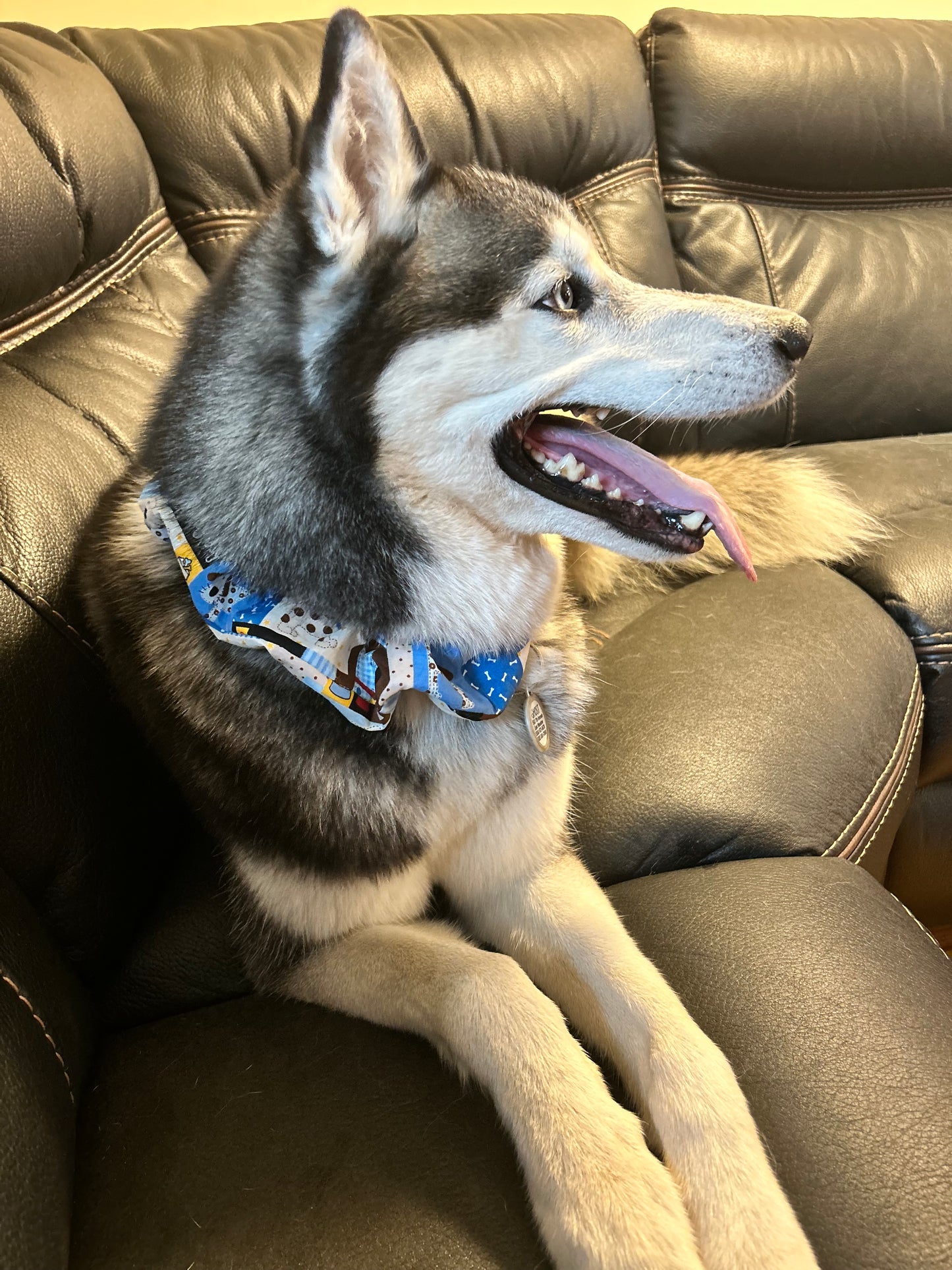 Sandy Sleeve for your Furry Friends Collar
