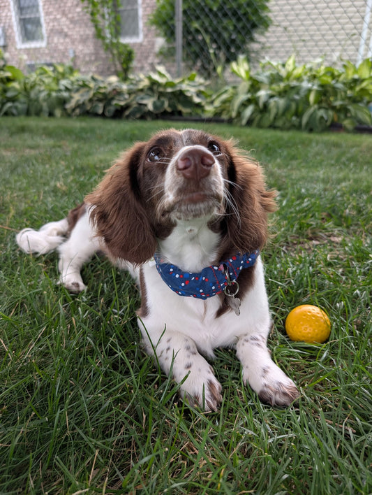 Dog lying on grass with a ball, wearing a blue pet collar cover