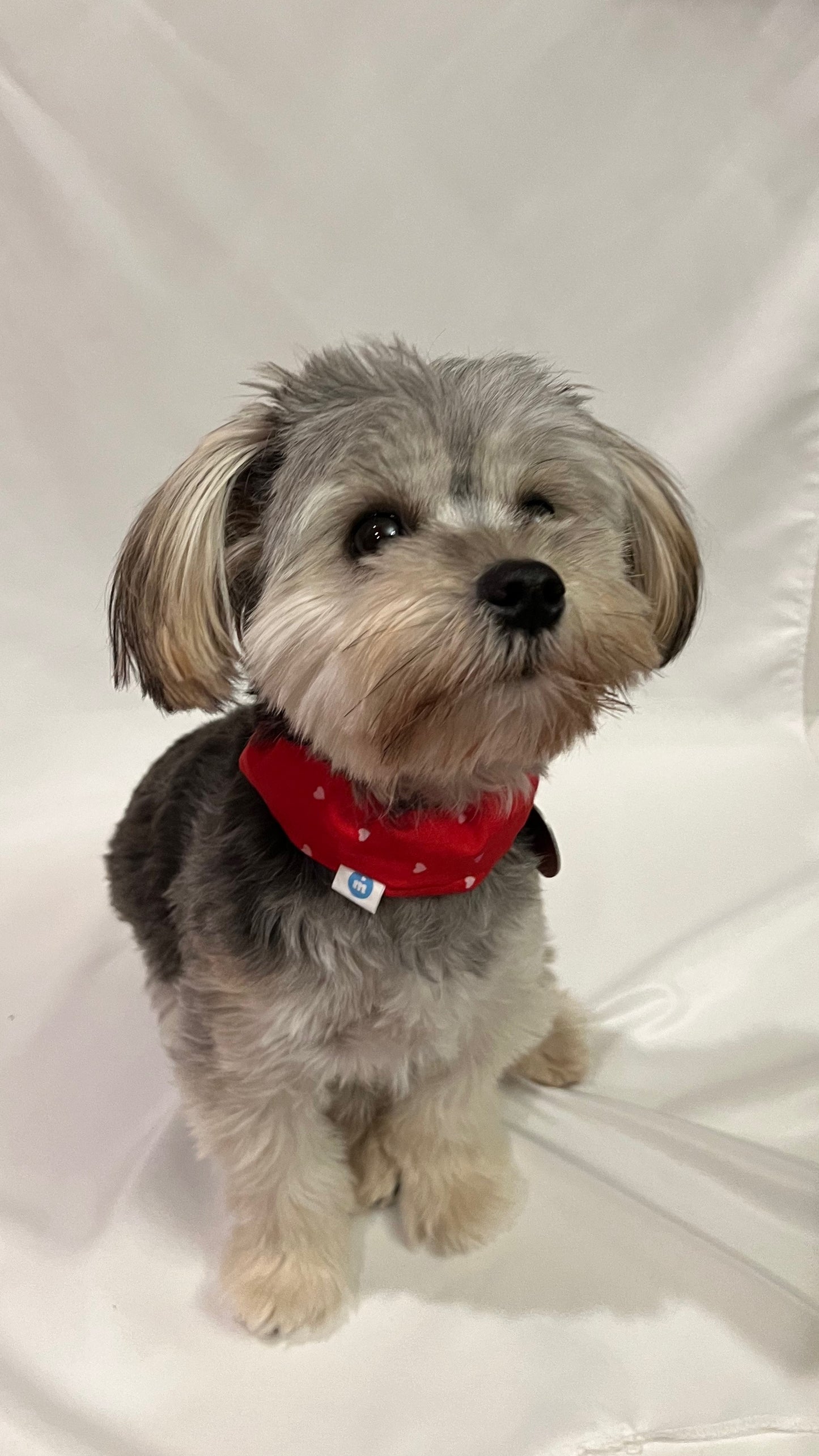 Sandy Sleeve for your Furry Friends Collar