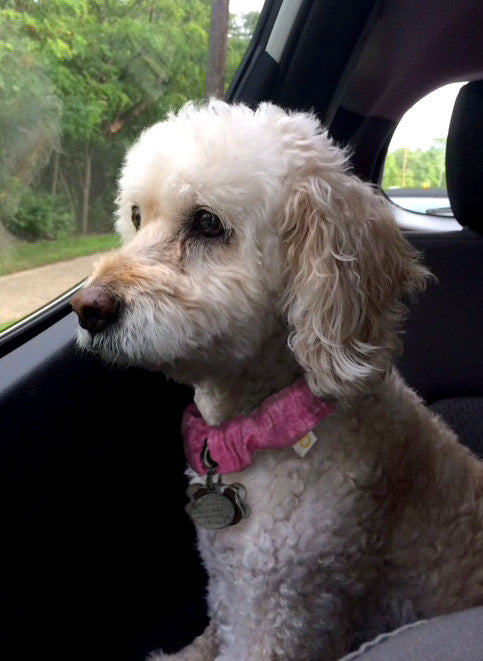 A dog with a fluffy white fur sitting in a vehicle, wearing a collar with a sandy sleeve accessory.