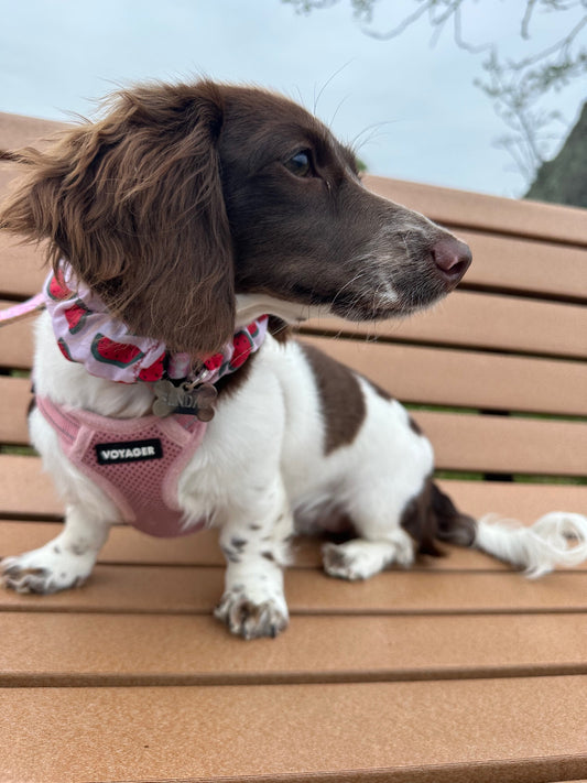Small brown and white dog wearing a pink harness and sandy sleeve that is a pink watermelon collar cover sitting on a wooden bench.